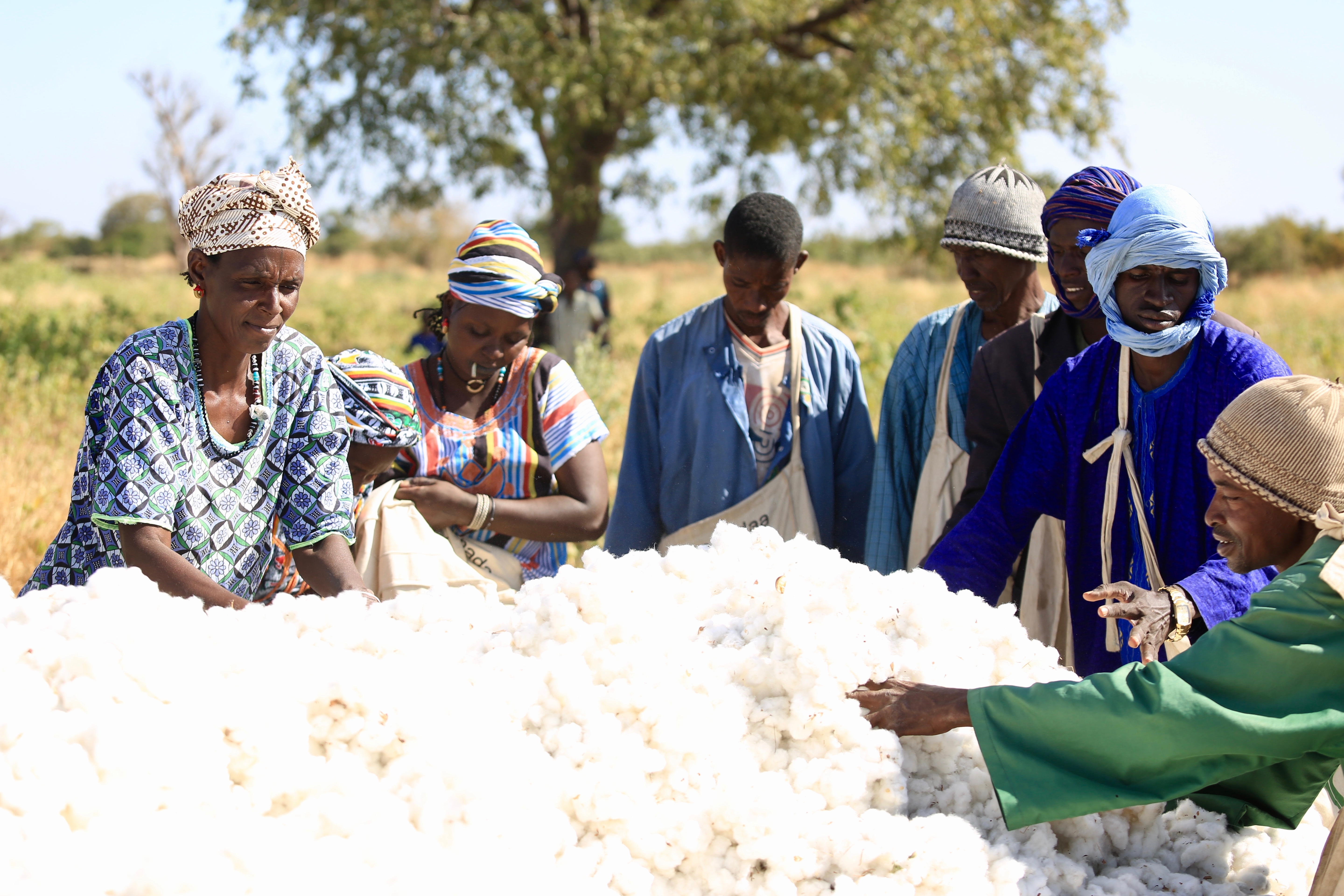 Farmers in a cotton field in Senegal