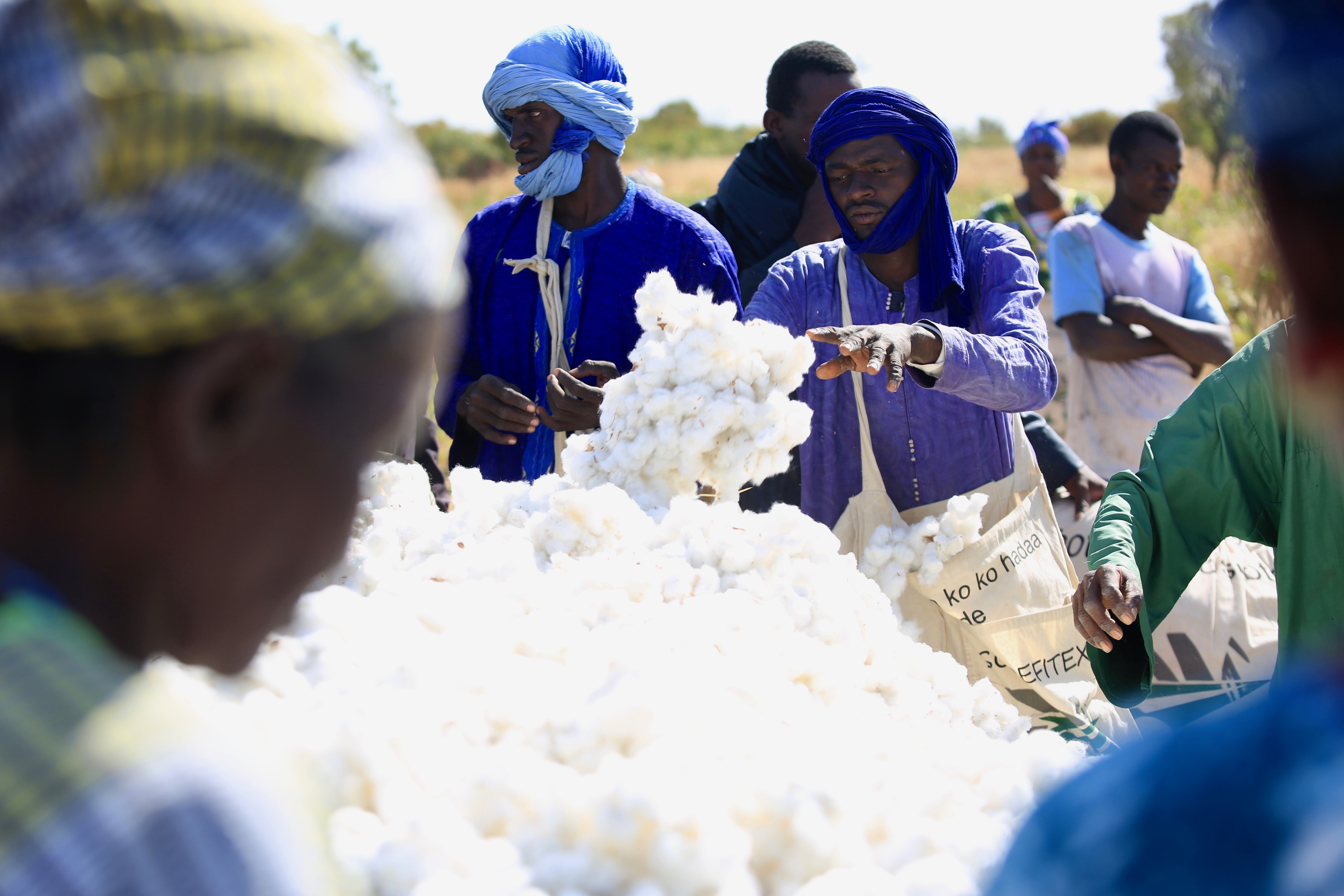 Cotton field in Tambacounda in Senegal
