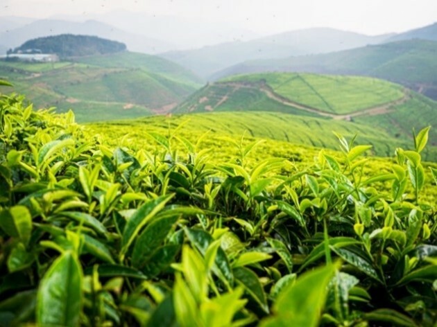plantation de thé vue de loin
