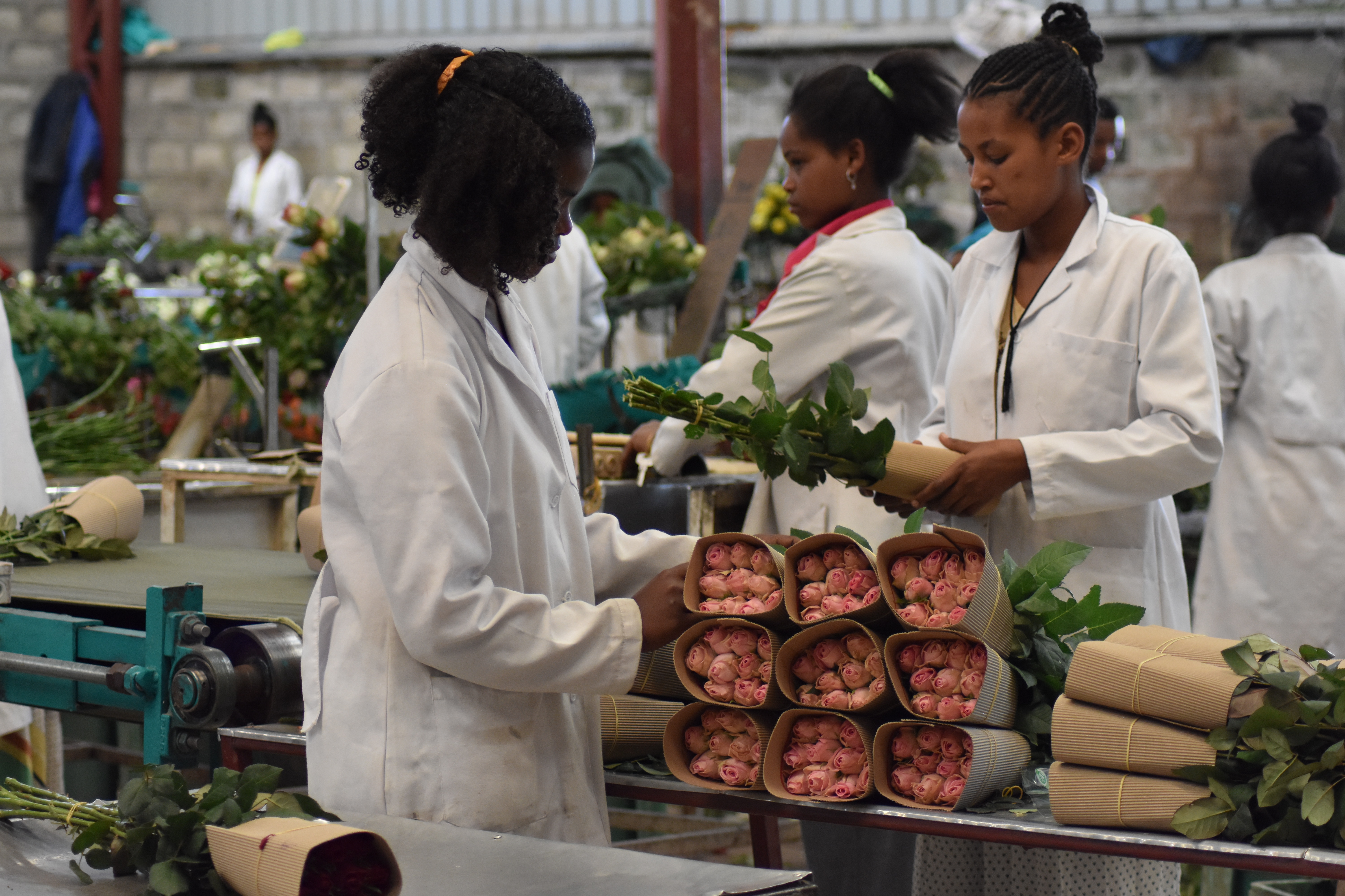 Tinaw Business Share invests in 28 new greenhouses for cut flowers.