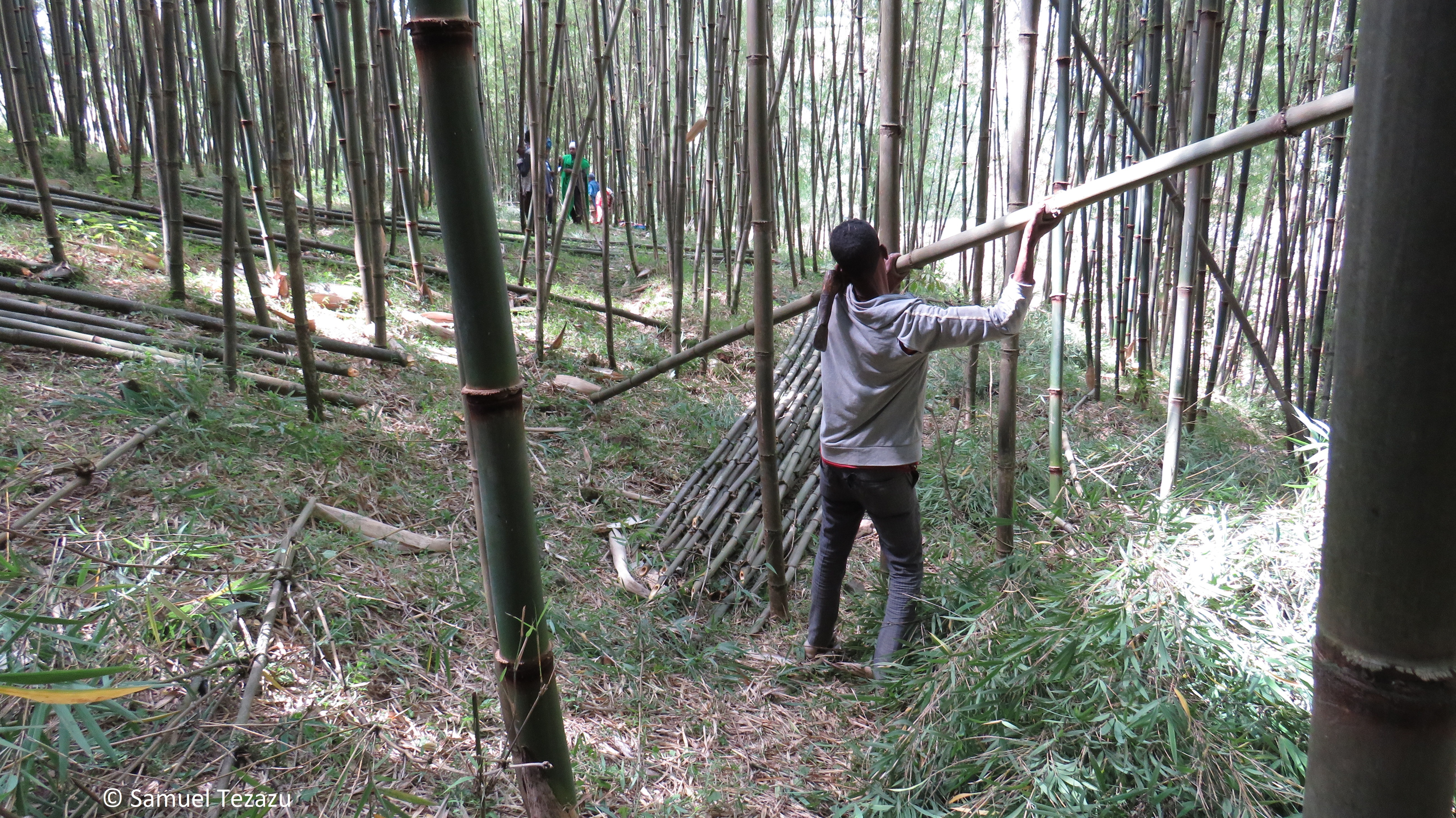 Arbeiter trägt Bambusstange