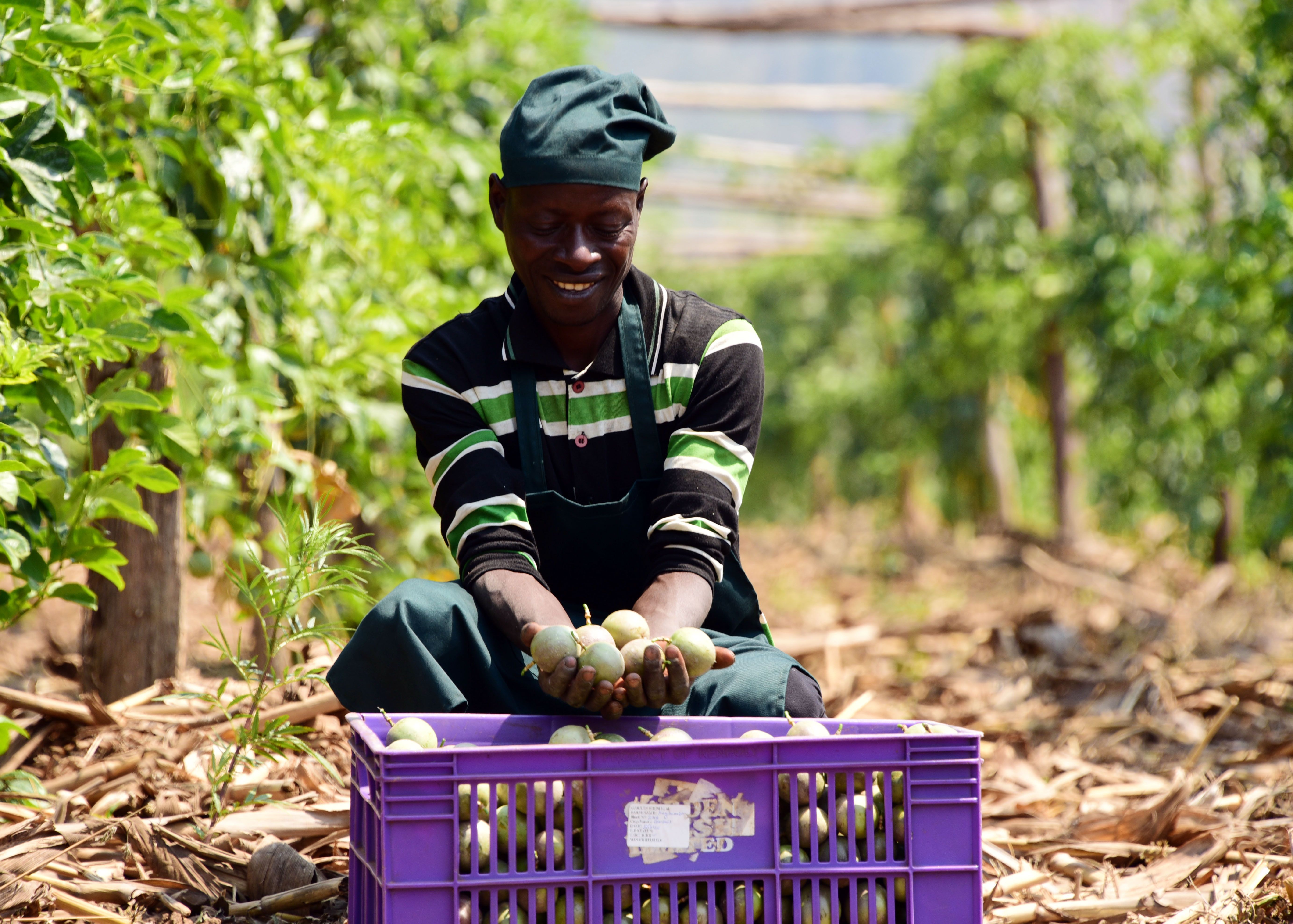 Unternehmensförderung für ruandische Gartenbaubetriebe
