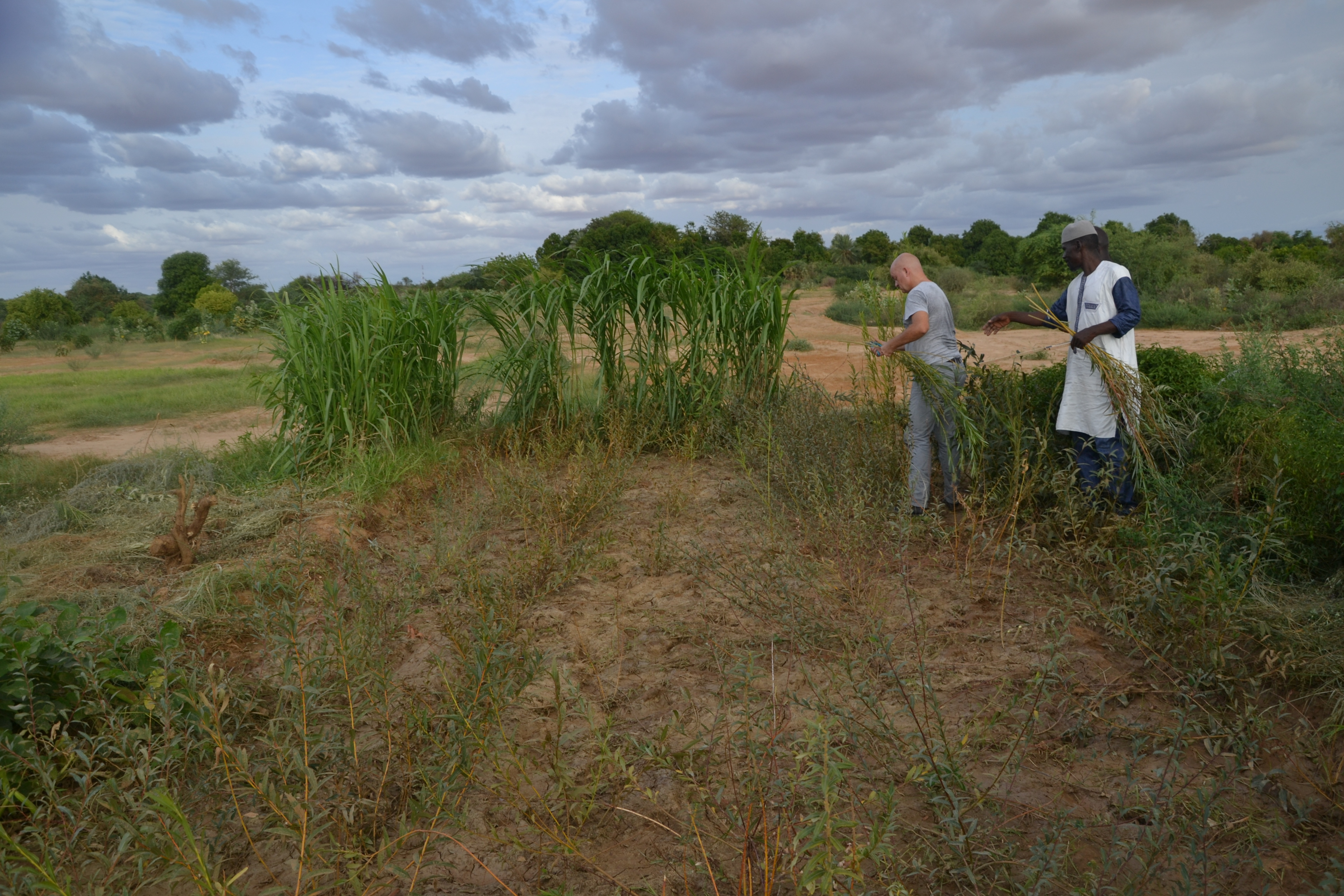 Weiden in Walaldé, Senegal für das Korbflechthandwerk
