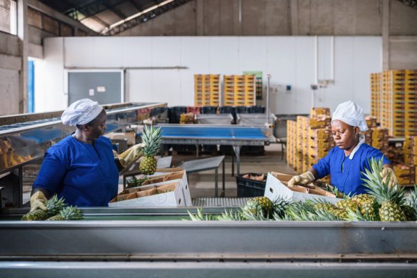 Two workers in blue uniforms and hairnets pack pineapples from a conveyor belt into boxes in a packing hall.