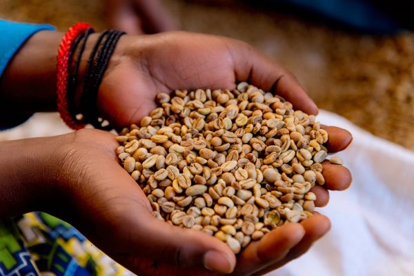 Two hands hold a handful of unroasted green coffee beans.
