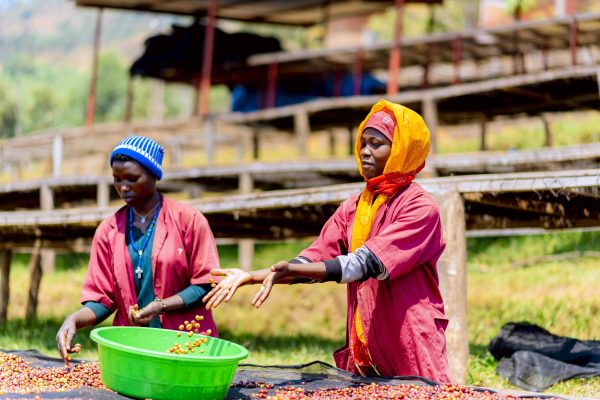 Two women in red work coats sort coffee cherries on a drying bed next to a green bowl, with more drying tables behind them.