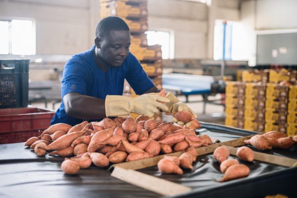 A worker in a blue uniform and gloves sorts sweet potatoes on a work table in a packing hall.