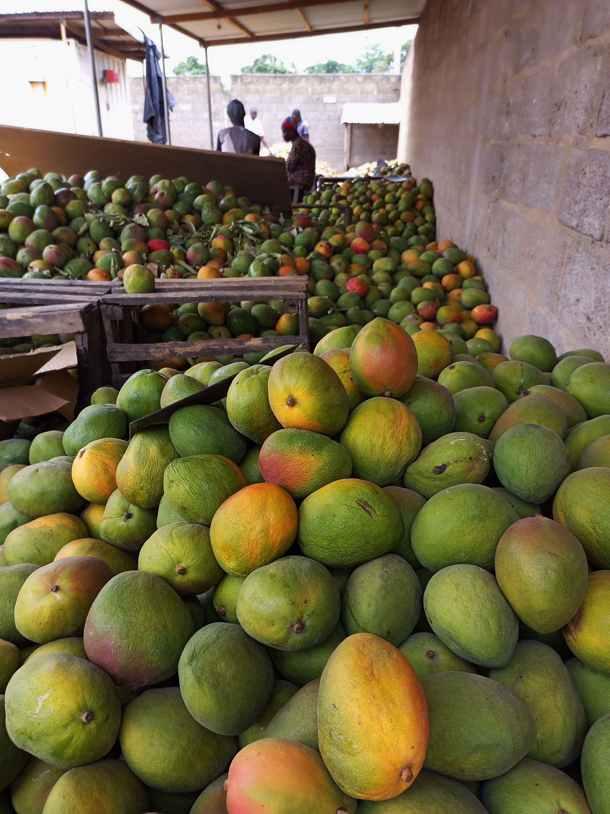 CIV Mangue Korhogo 2022 05 02 1