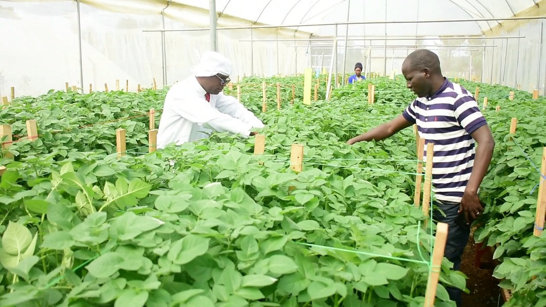 A greenhouse operated by UTAB