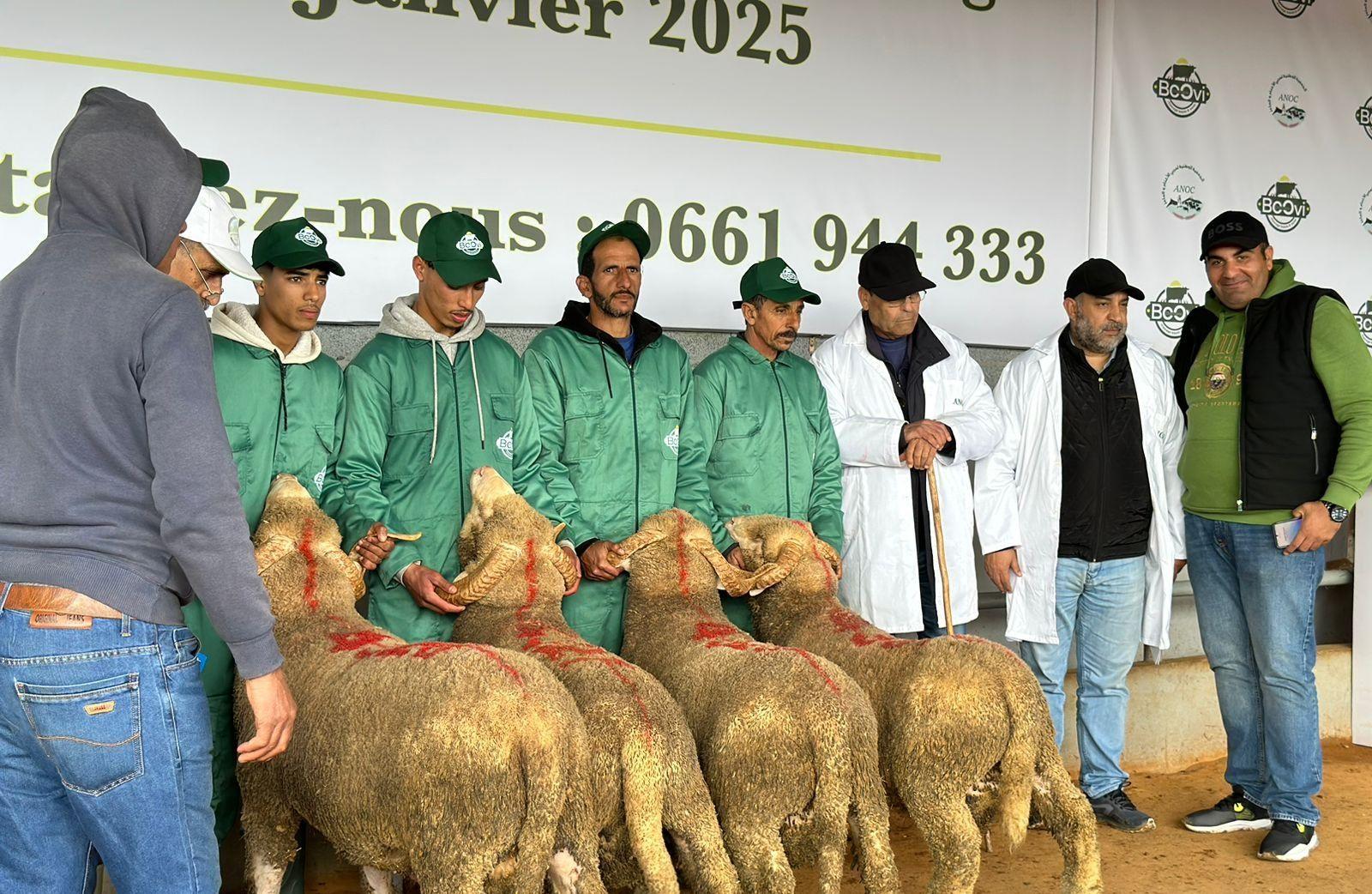 MERINOS PRECOCE