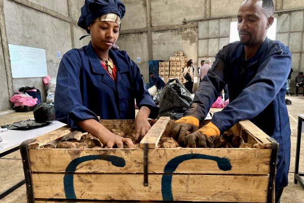 woman and a man in blue work clothes sort ginger roots in a wooden crate in a warehouse.