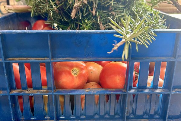 A blue plastic crate full of tomatoes, with a bunch of fresh rosemary on top.